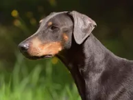 Dobermann