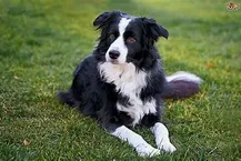 Border Collie