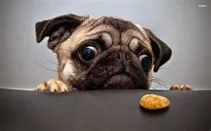 Carlino