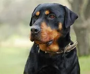 Rottweiler