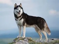 Husky Siberiano