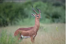 Gerenuk