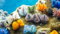 Christmas Tree Worm