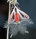 Creatonotos Gangis