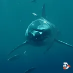 Great White Shark