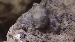 Blue Ringed Octopus