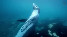 Leopard Seal