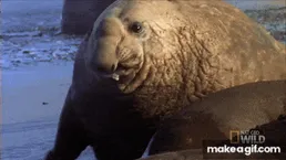 Elephant Seal