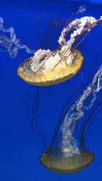 Boxed Jellyfish