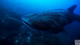 Whale Shark