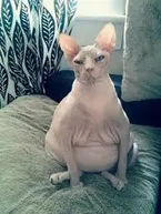 real life beerus