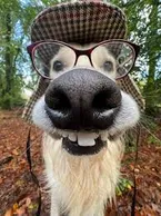 nerdog