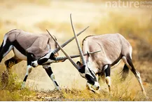 2 oryx