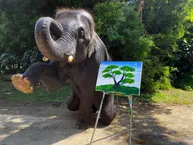 asian elephant (knows how to paint)