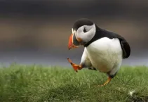 Puffin