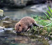 Beaver