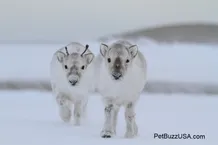 Reindeer