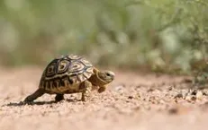 Tortoise
