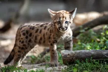Cougar