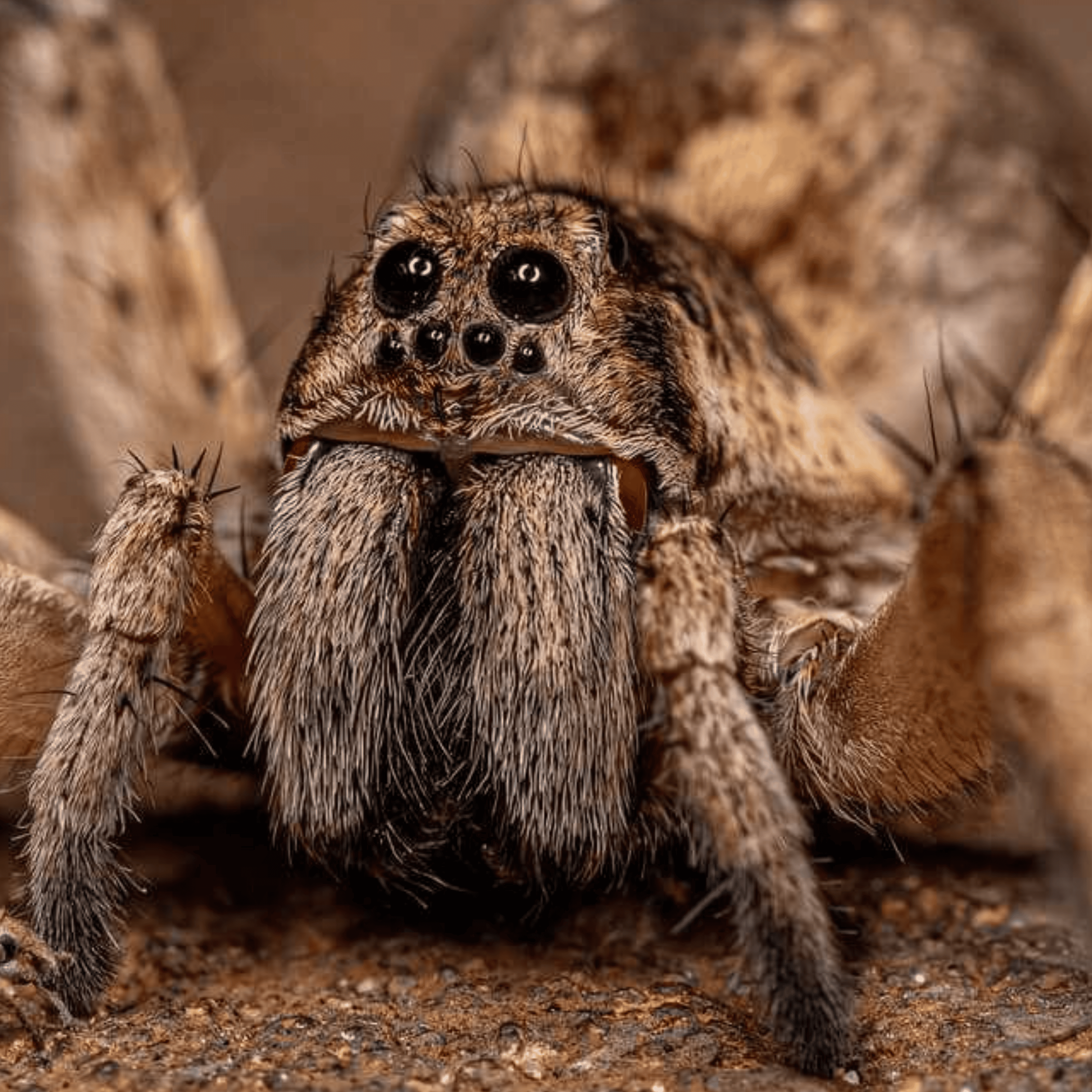 Spider