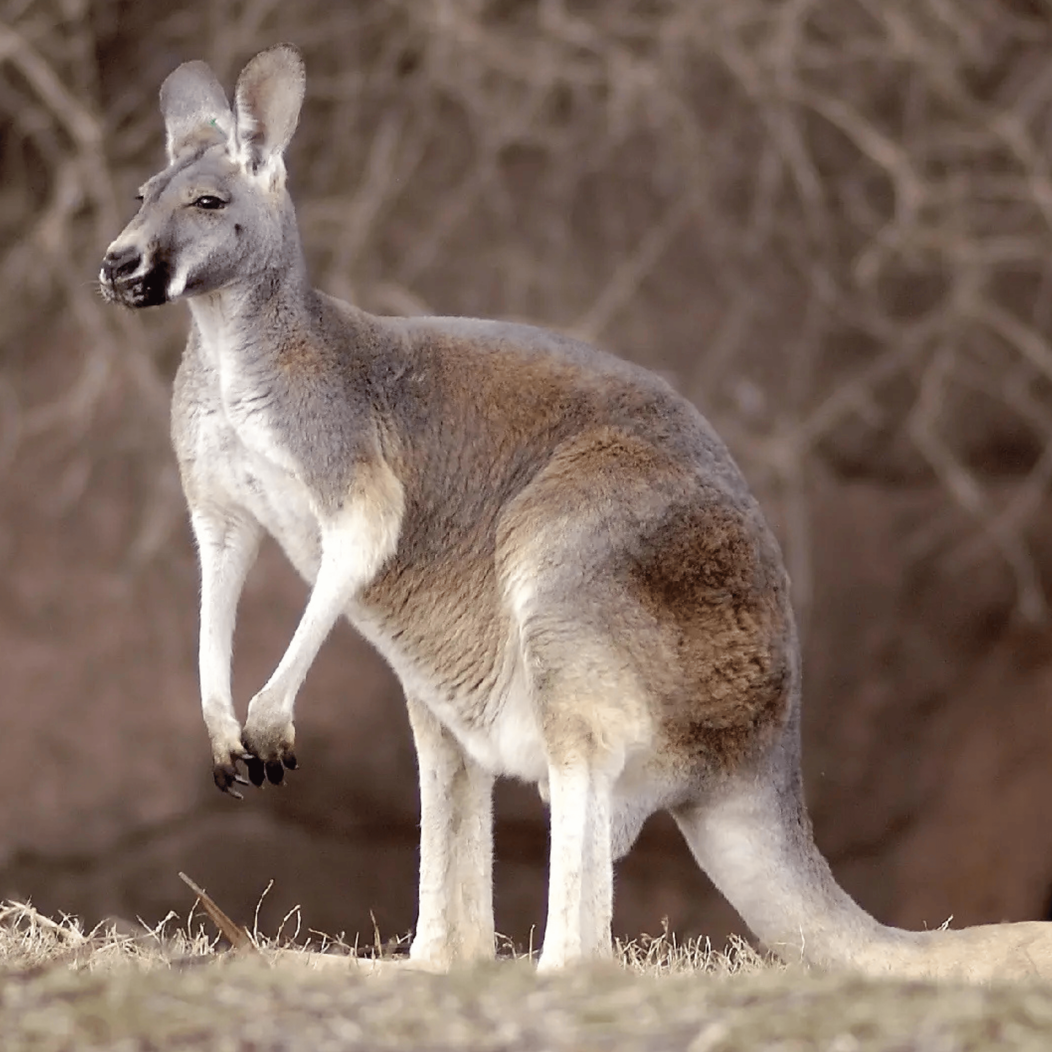 Kangaroo