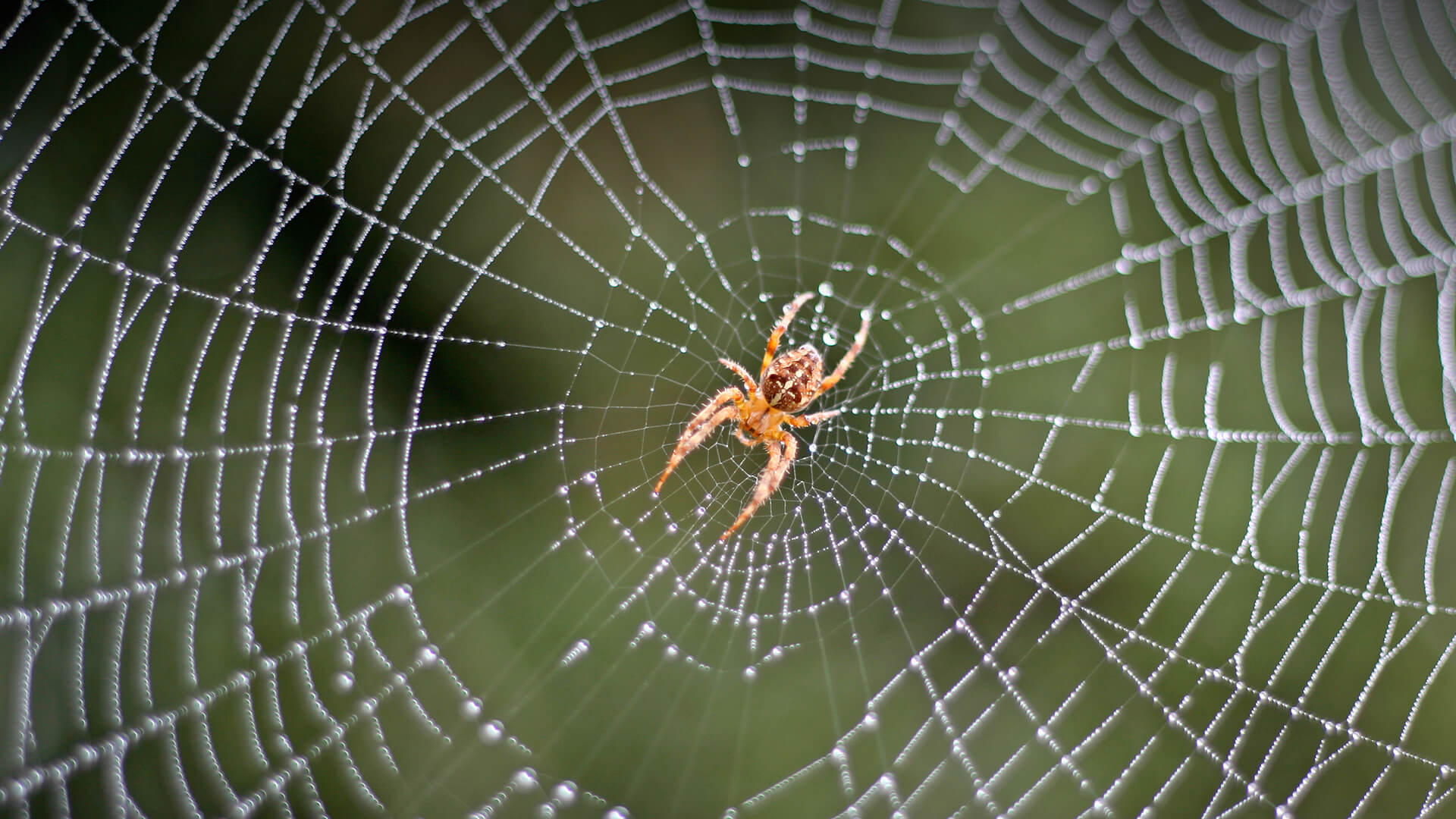 Spider