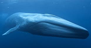 Sea animals tournament (who would win)