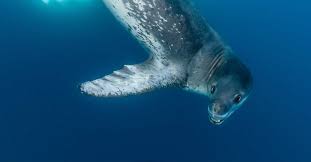 Sea animals tournament (who would win)