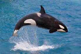 Sea animals tournament (who would win)