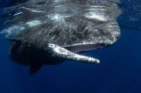 Sperm Whale