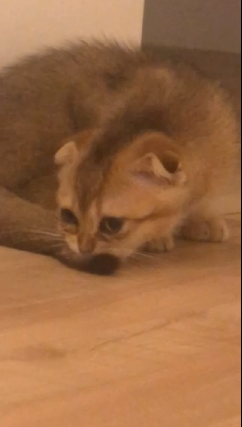 Songs Gyaru Tittyjima Enjoys Currently