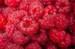 raspberry