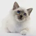 Birman