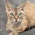 Devon Rex