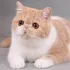 Exotic Shorthair