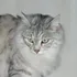 Kurilianbobtail