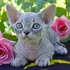 Minskinkitten