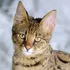 Savannah Cat