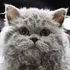 Selkirk Rex