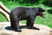 Spectacled Bear