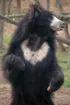 Sloth Bear 