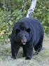 American Black Bear