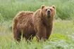 Brown Bear