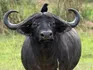 African Buffalo