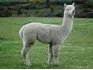 Alpaca