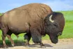 American Bison