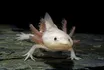 Axolotl