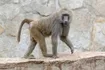 Baboon