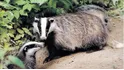 Badger