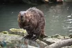 Beaver